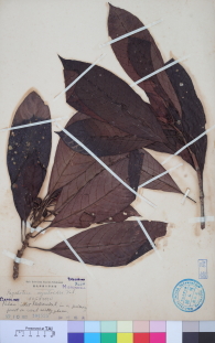 Specimen thumbnail